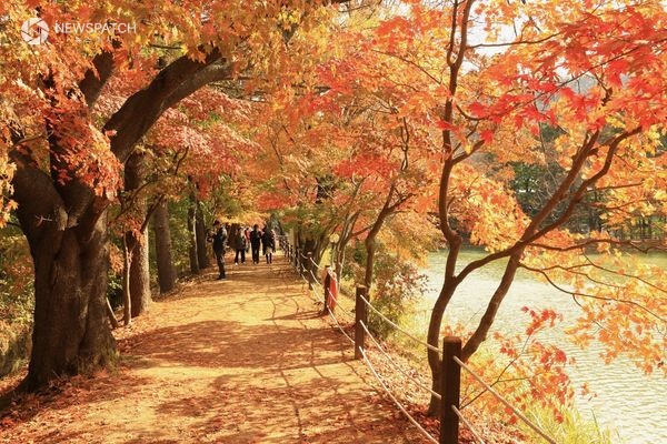 ▲청평 옛 중앙내수면연구소 단풍길 개방 / 사진제공=가평군