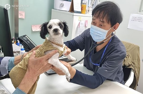 ▲성남시립동물병원에서 진료 중인 수의사