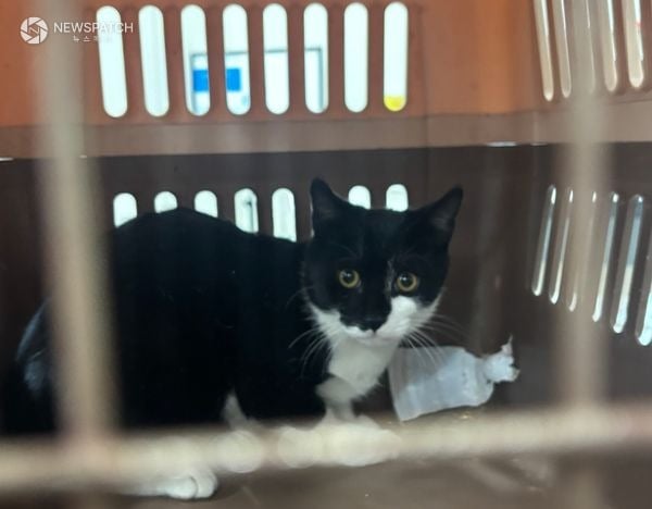 ▲올해 길고양이 500마리 중성화