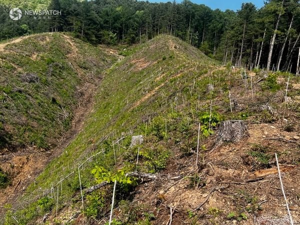 ▲ 14억 투입해 455ha 규모 산림 조성 / 사진=가평군