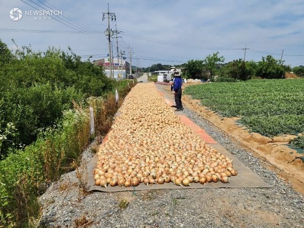 ▲ 양파 수매 현장 / 사진=