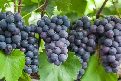 안산시, 대표 특산물 7선 맛·명성 입소문… 브랜드 홍보 강화