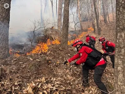 함양 산불 이틀째 확산, 진화율 48%. . .5개 마을 주민 대피령 발령, 산림·소방당국 총력