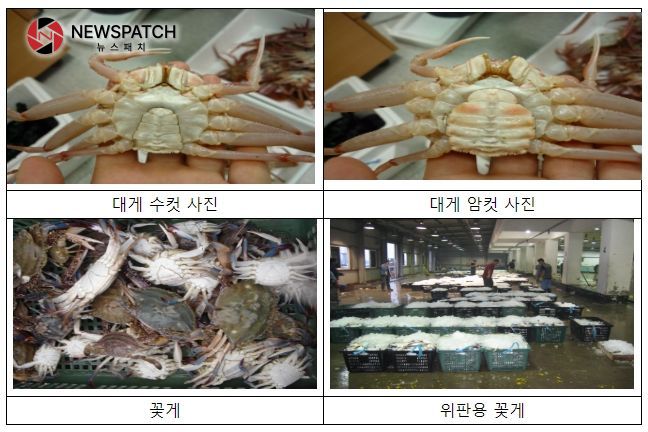 대게와 꽃게 대게와 꽃게