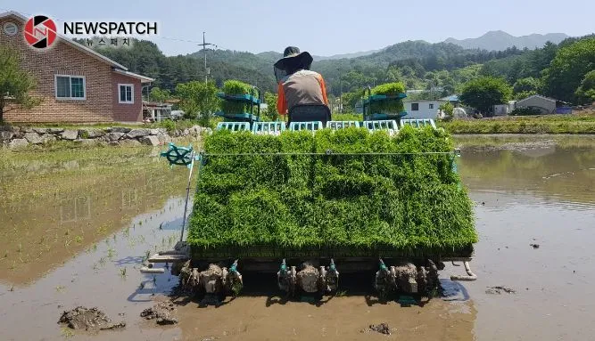 모내기 모내기