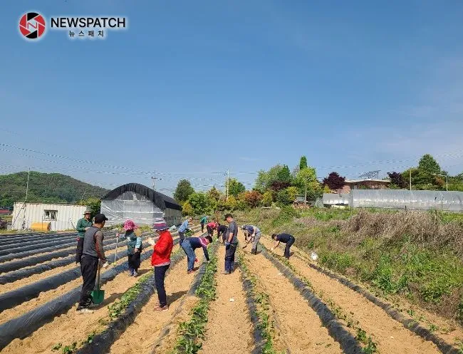 안성시 삼죽면 농업경영인회, 고구마 심기 행사 진행 안성시 삼죽면 농업경영인회, 고구마 심기 행사 진행