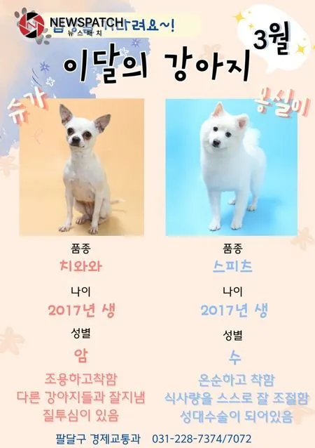 유기견 새 가족 찾기, 수원시 팔달구 3월 '이달의 강아지'